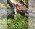 Small Mutt