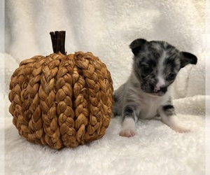 Chihuahua Puppy for Sale in SHERMAN, Texas USA