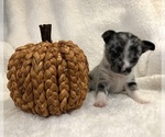 Image preview for Ad Listing. Nickname: Litter of 2