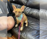 Small #4 Chiweenie