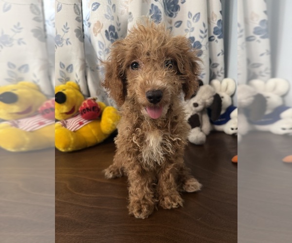 Medium Photo #17 Havapoo Puppy For Sale in DURHAM, CT, USA
