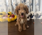 Havapoo puppies - Male Havapoo Puppy for Sale - Photo #17