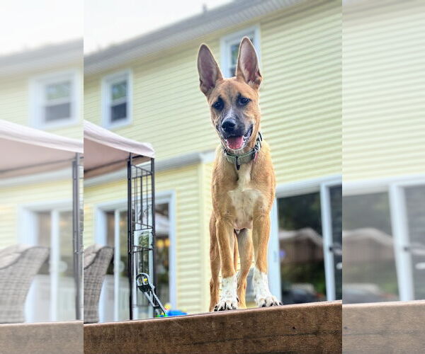 Medium Photo #2 Mutt Puppy For Sale in Rockaway, NJ, USA