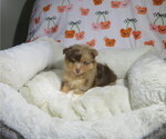Small Photo #4 Pomeranian Puppy For Sale in COOKEVILLE, TN, USA