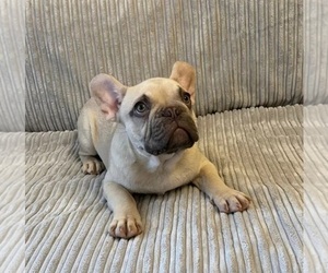 French Bulldog Puppy for sale in SAN MATEO, CA, USA