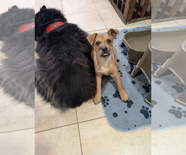 Medium Photo #2 Australian Shepherd-Unknown Mix Puppy For Sale in Aurora, CO, USA