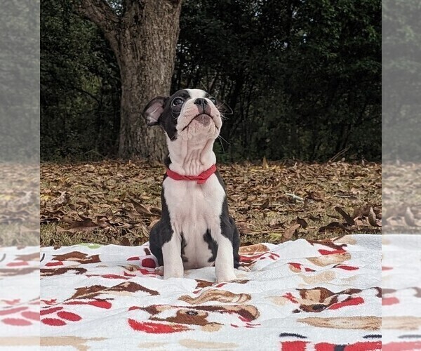 Full screen Photo #8 Boston Terrier Puppy For Sale in MACON, GA, USA