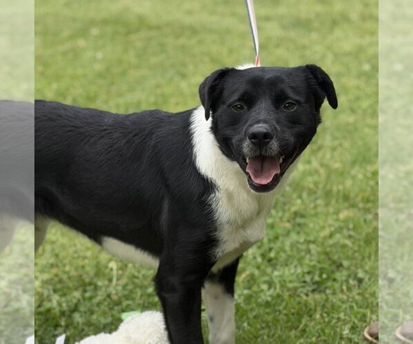 Medium Photo #5 Labrador Retriever-Unknown Mix Puppy For Sale in Yardley, PA, USA