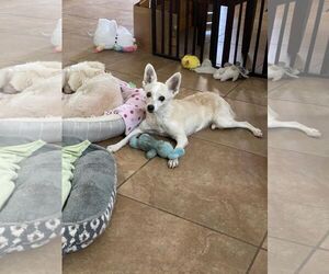 Polly - Female Chihuahua-Unknown Mix Dog for Adoption - Photo #3