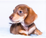Small Photo #16 Dachshund Puppy For Sale in WAKARUSA, IN, USA
