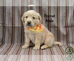 Small #2 Golden Labrador
