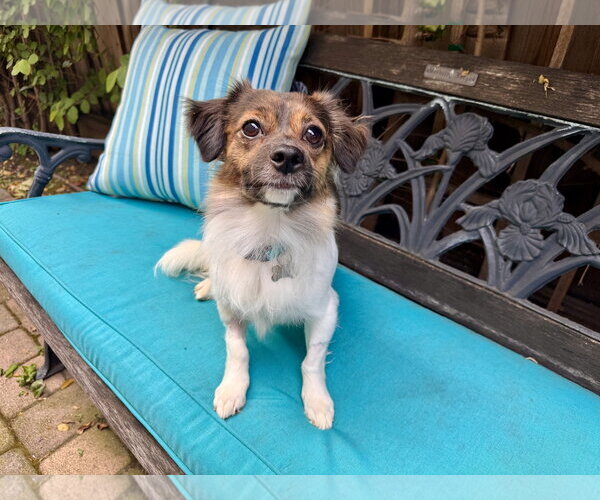 Medium Photo #1 Papillon-Unknown Mix Puppy For Sale in Santa Clara, CA, USA