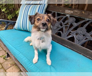 Papillon-Unknown Mix Dogs for adoption in Santa Clara, CA, USA
