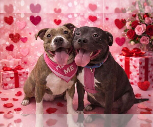 Medium Photo #8 American Staffordshire Terrier-Unknown Mix Puppy For Sale in Wenonah, NJ, USA