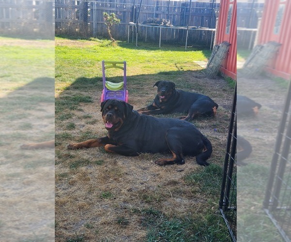 Medium Photo #4 Rottweiler Puppy For Sale in VANCOUVER, WA, USA
