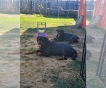 Small Photo #4 Rottweiler Puppy For Sale in VANCOUVER, WA, USA