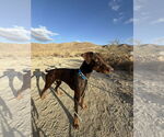 Small #3 Doberman Pinscher