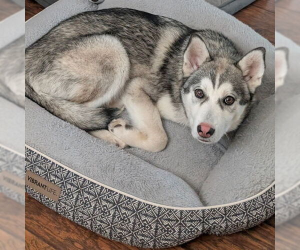 Medium Photo #3 Siberian Husky-Unknown Mix Puppy For Sale in Omaha, NE, USA