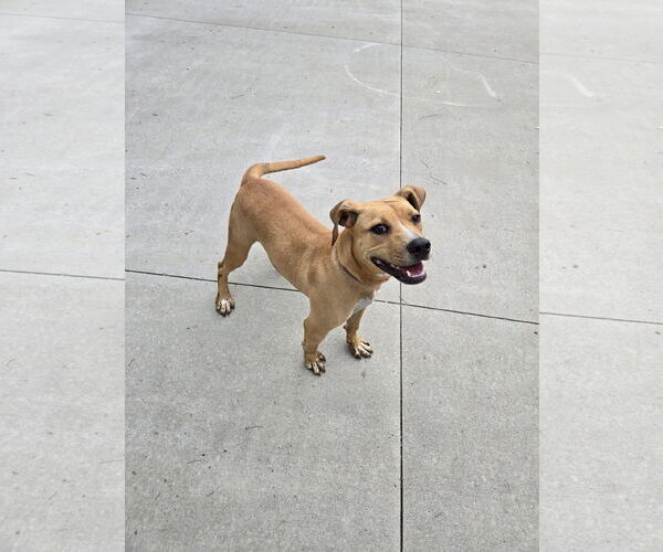 Medium Photo #1 Boxer-Mountain Cur Mix Puppy For Sale in Maquoketa, IA, USA