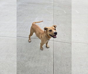 Boxer-Mountain Cur Mix Dogs for adoption in Maquoketa, IA, USA