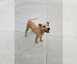 Small Boxer-Mountain Cur Mix