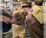 Small #4 American Staffordshire Terrier-Labrador Retriever Mix
