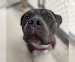 Small #37 American Pit Bull Terrier Mix