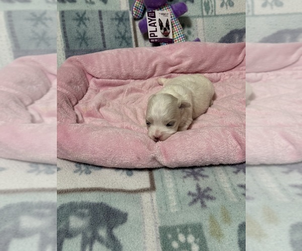 Medium Photo #1 Maltese-Poodle (Toy) Mix Puppy For Sale in BENSON, NC, USA
