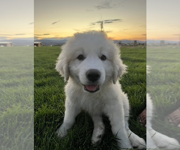Medium Photo #1 Great Pyrenees Puppy For Sale in LOVELAND, CO, USA