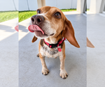 Asia - Female Beagle Dog for Adoption - Small photo