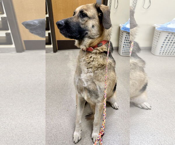 Medium Photo #5 Great Pyrenees-Unknown Mix Puppy For Sale in Columbus, IN, USA
