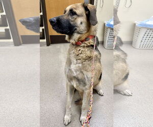 Adera - Female Great Pyrenees-Unknown Mix Dog for Adoption - Photo #5