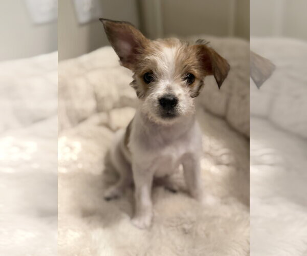 Medium Photo #1 Chihuahua-Unknown Mix Puppy For Sale in St. Louis Park, MN, USA