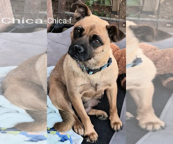 Medium Photo #2 Pug-Unknown Mix Puppy For Sale in San Bernardino, CA, USA