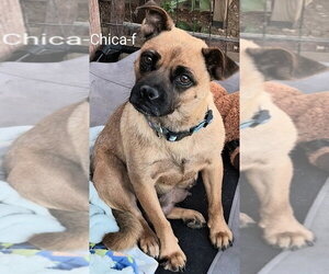 Chica - Female Pug-Unknown Mix Dog for Adoption - Photo #2