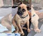 Small #1 Pug Mix