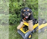 Small #5 Cocker Spaniel