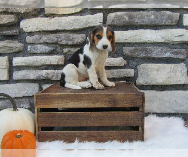 Medium Photo #25 Beagle Puppy For Sale in SUGARCREEK, OH, USA