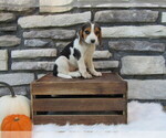 Puppy Nutmeg Beagle