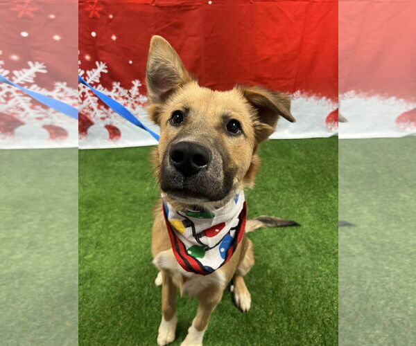 Medium Photo #3 Collie-Unknown Mix Puppy For Sale in Euless, TX, USA