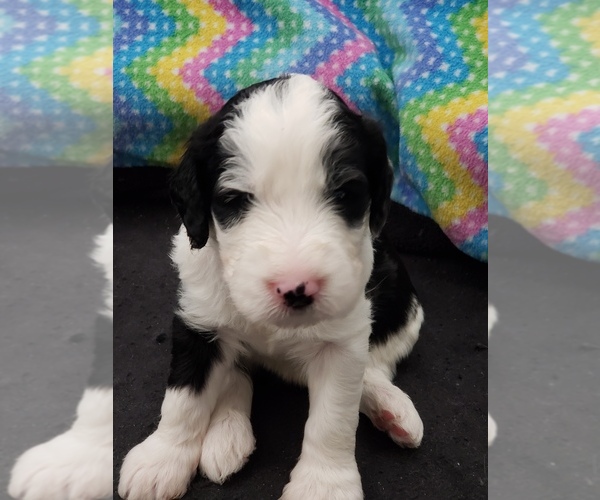 Medium Photo #1 Sheepadoodle Puppy For Sale in TAMPA, FL, USA