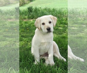 Labrador Retriever Puppy for sale in NEW BLOOMFIELD, PA, USA