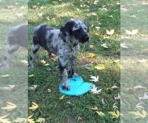 Mother of the Labradoodle puppies born on 10/18/2021