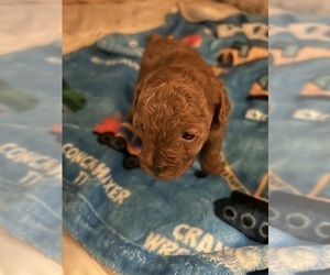Poodle (Toy) Puppy for sale in DULUTH, GA, USA