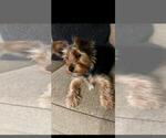 Small Photo #4 Yorkshire Terrier Puppy For Sale in SAINT CLOUD, FL, USA