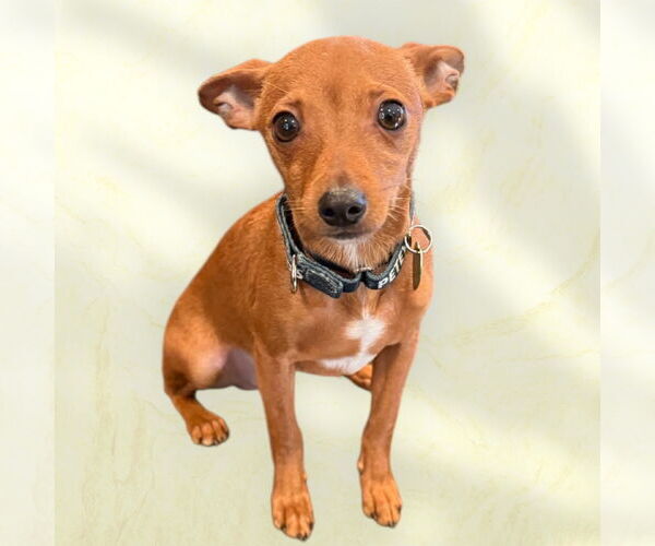 Medium Photo #1 Miniature Pinscher-Unknown Mix Puppy For Sale in Rockville, MD, USA