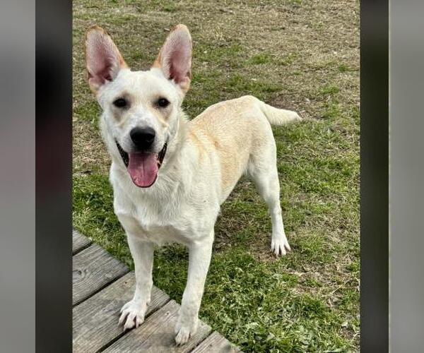 Medium Photo #2 Labrador Retriever-Unknown Mix Puppy For Sale in Conroe, TX, USA