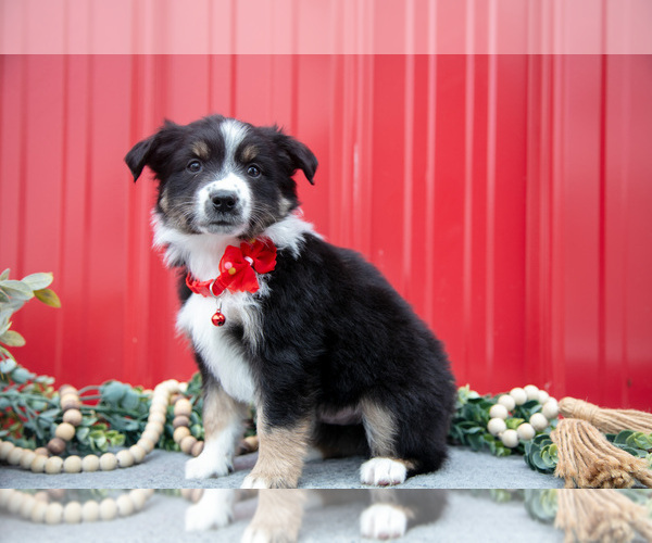 Medium Photo #25 Miniature Australian Shepherd Puppy For Sale in MILLERSBURG, OH, USA