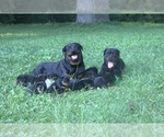 Small Photo #1 Rottweiler Puppy For Sale in MABLETON, GA, USA