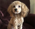 Small Photo #1 Bichpoo Puppy For Sale in STILLWATER, OK, USA
